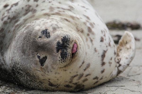 Harbor Seal Close-up