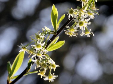 Hint Erik çiçekleri