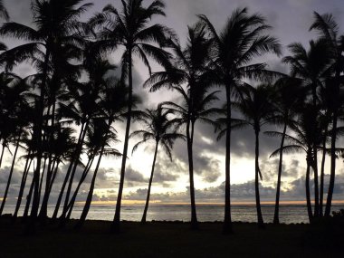 Kauai, Hawaii palmiye ağaçları ile bir gündoğumu