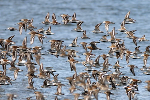 Shorebirds tijdens de vlucht — Stockfoto