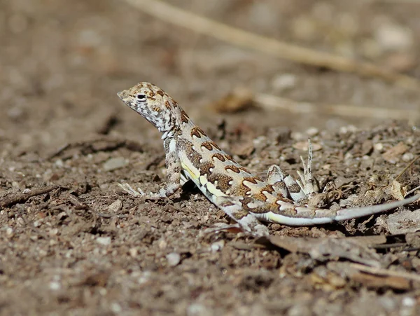 Lézard à queue zébrée — Photo