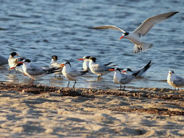 Elegante sterns op het strand — Stockfoto