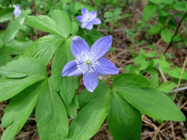 Oregon Anemone - Anemon oregana — Stok fotoğraf