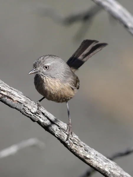 Wrentit sur une branche — Photo