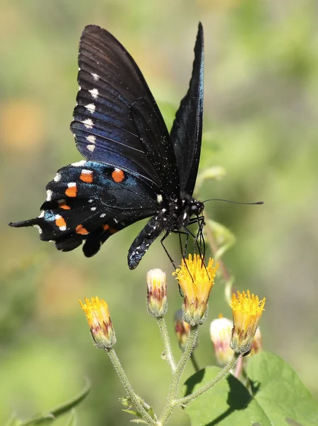 Pipevine Swallowtail på gul blomma — Stockfoto