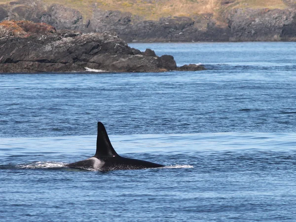 Orca Whale on the coast — Stock Photo, Image