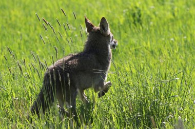 Bir alanda çalışan çakal