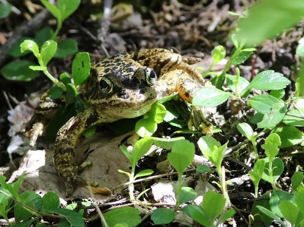 Каскади жаба в плямистого світла — стокове фото