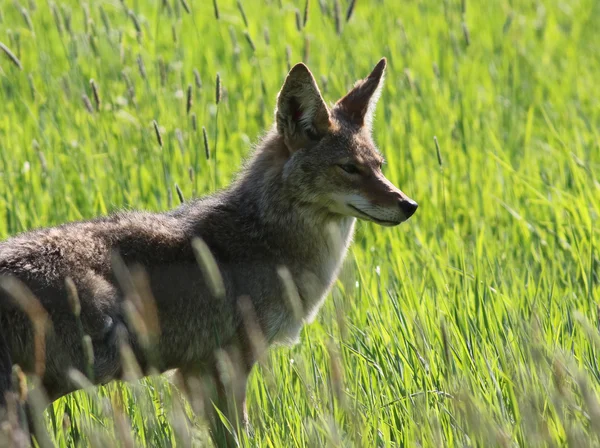 Coyote in Field Profile — Stock Photo, Image