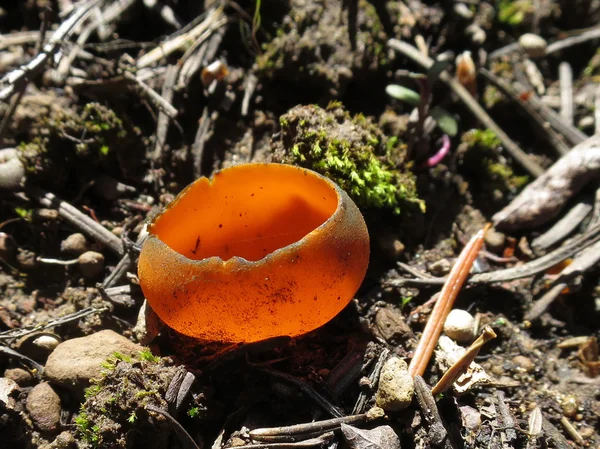 Primavera laranja casca fungo Fotografias De Stock Royalty-Free