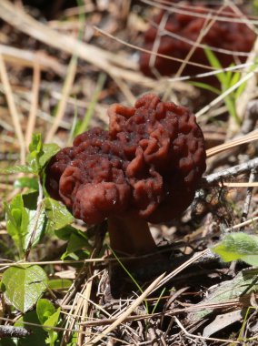 Yanlış Morel mantar