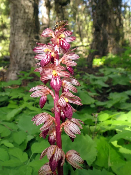 Çizgili Coralroot-Corallorhiza Striata — Stok fotoğraf