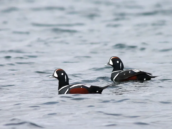 Harlequin eenden op het Water — Stockfoto