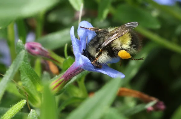 Hummel auf Lithadora-Blume — Stockfoto