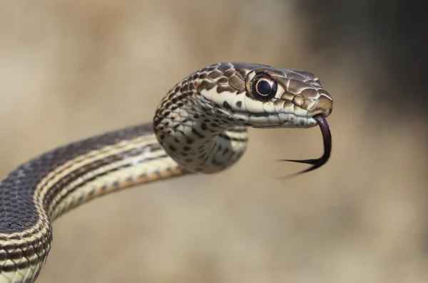 Serpiente de látigo rayada del desierto - Coluber taeniatus — Foto de Stock