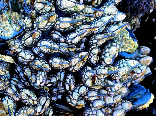 Barnacles cuello de cisne vívido — Foto de Stock