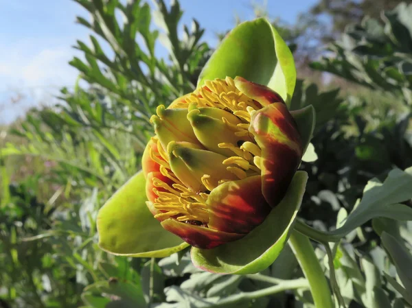 Wild nyugati bazsarózsa - Peonia brownii — Stock Fotó