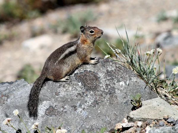 Ardilla de tierra de manto dorado — Foto de Stock