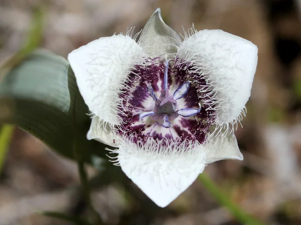 Tolmie csillag-tulipán - Calochortus tolmiei — Stock Fotó