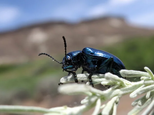 Coléoptère de l'asclépiade bleue — Photo