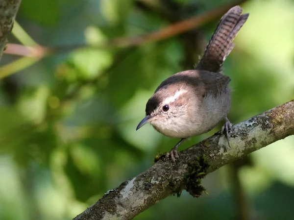 Wren in the Light de Bewick — Photo