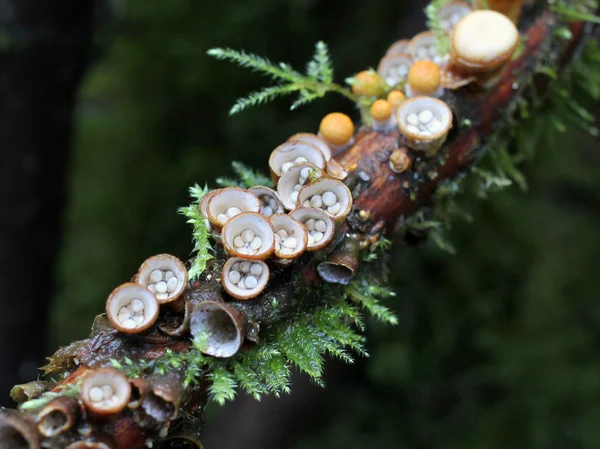 Bird's Nest svamp - Crucibulum laeve — Stockfoto