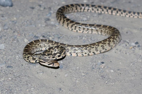 Gopher Snake at Night — Stock Photo, Image
