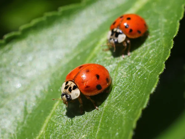 Üzerindeki yaprak iki Ladybugs