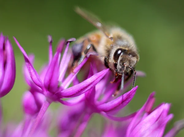 Miel de abeja en Allium — Foto de Stock