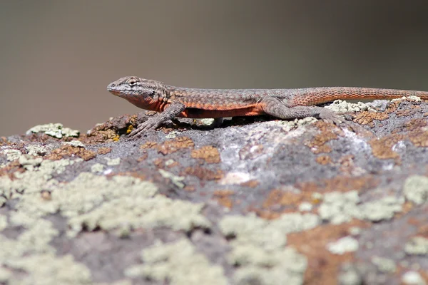 Lizard à taches latérales Sunning — Photo