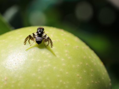 Apple kurt sineği