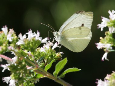 Lahana beyaz Oregeno çiçek üzerinde