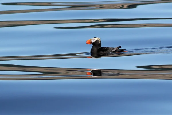 Kuifpapegaaiduiker met reflecties — Stockfoto