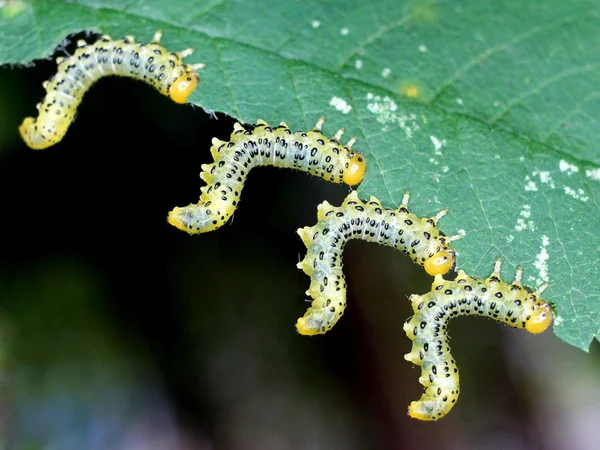 Dağ kül Sawfly larvalar