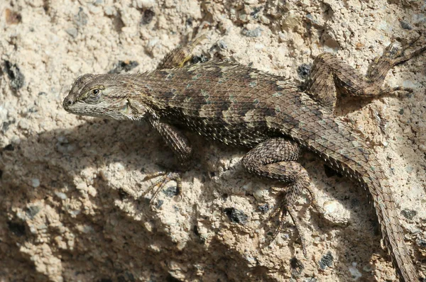 Lézard de clôture ouest — Photo