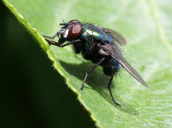 Grüne Flasche fliegt auf einem Blatt — Stockfoto