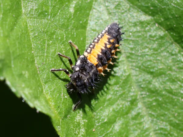 Larva de mariquita - Harmonia axyridis — Foto de Stock