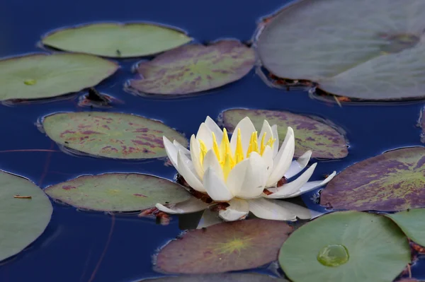 Flor de lirio de agua fragante — Foto de Stock