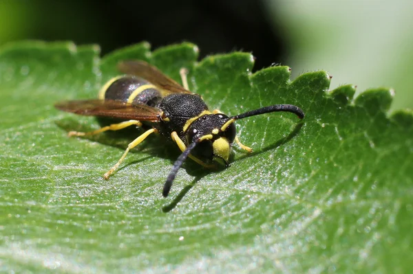 Avispa de alfarero - Ancistrocerus albophaleratus — Foto de Stock