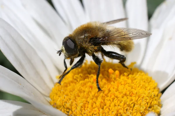 Nergis ampul anında papatya