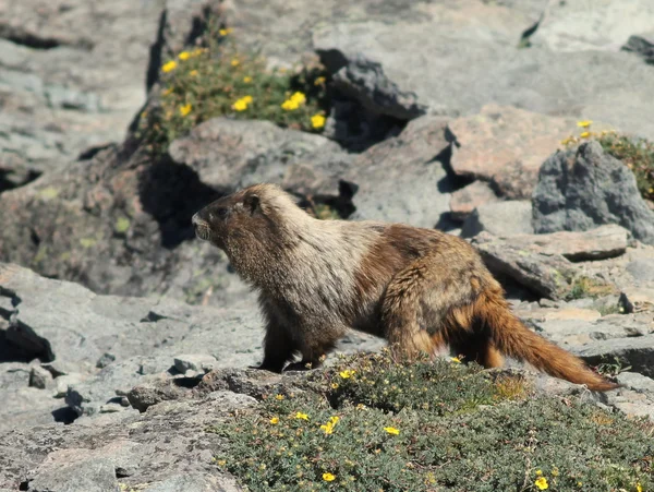 Hoary Marmot Perfil — Foto de Stock