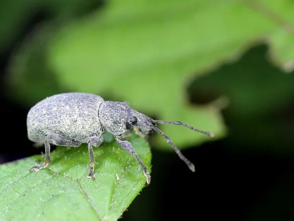 Un Weevil manger des feuilles — Photo