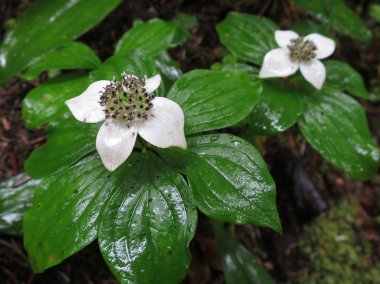 Bunchberry - Cornus canadensis