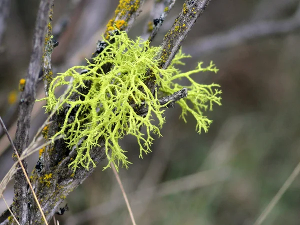 Wolf Lichen en Sagebrush — Foto de Stock