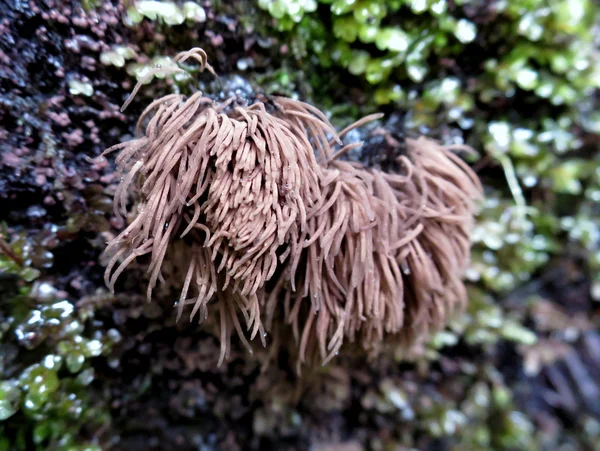 Molde de limo de tubo de chocolate - Stemonitis sp . — Foto de Stock