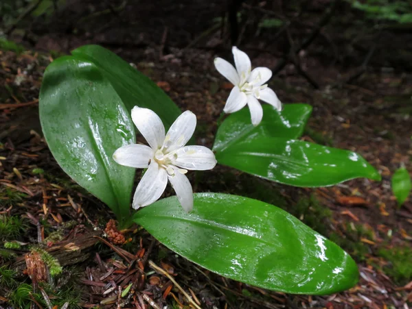 Kraliçe'nin Kupası - Clintonia uniflora — Stok fotoğraf