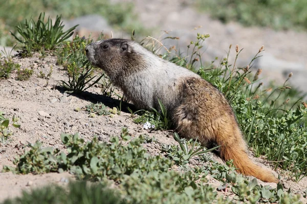 Hoary Marmot Plantas Comedoras — Foto de Stock