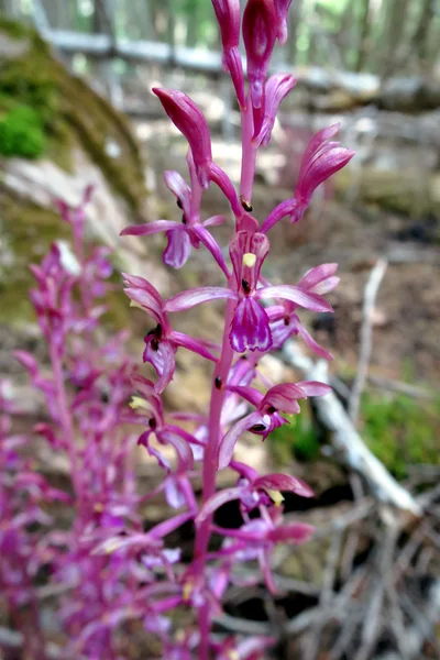 Pacific Coralroot van dichtbij — Stockfoto