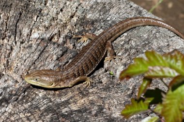 Güney timsah kertenkele