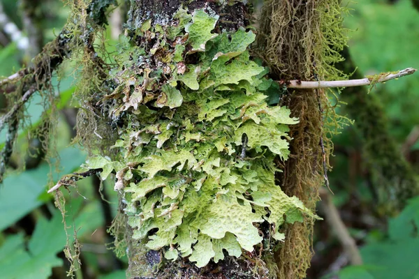 Porostu płuc - Miodunka Granicznik (grzyb) — Zdjęcie stockowe